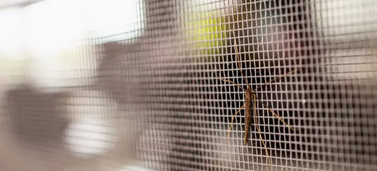 Repair Mosquito Mesh For Windows in Sebastian, FL